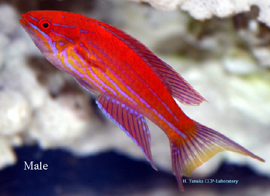  Paracheilinus angulatus (Angular Flasher Wrasse)